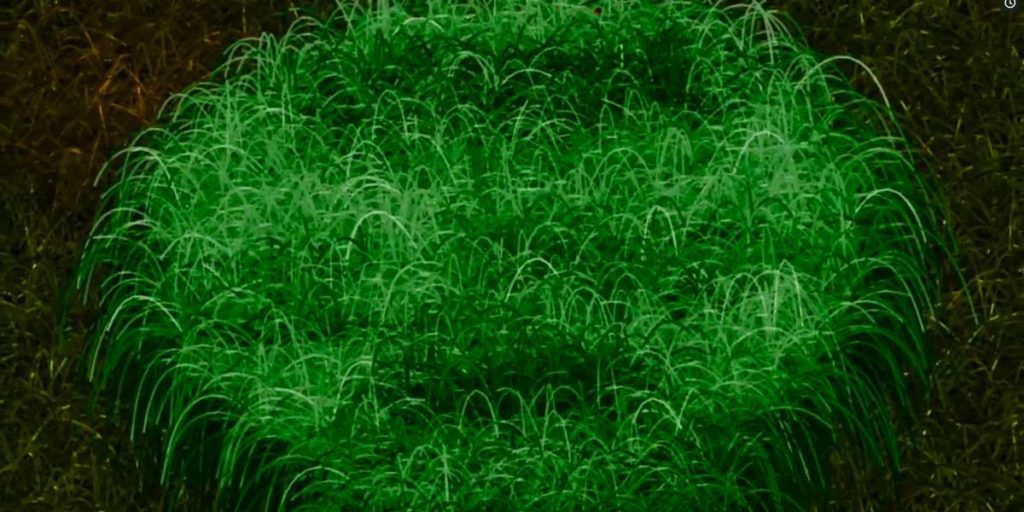 acadian lawn service grass logo reveal still 1