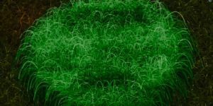 acadian lawn service grass logo reveal still 1