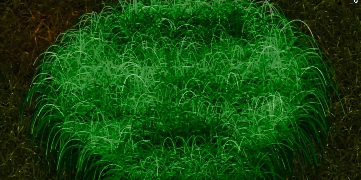 acadian lawn service grass logo reveal still 1