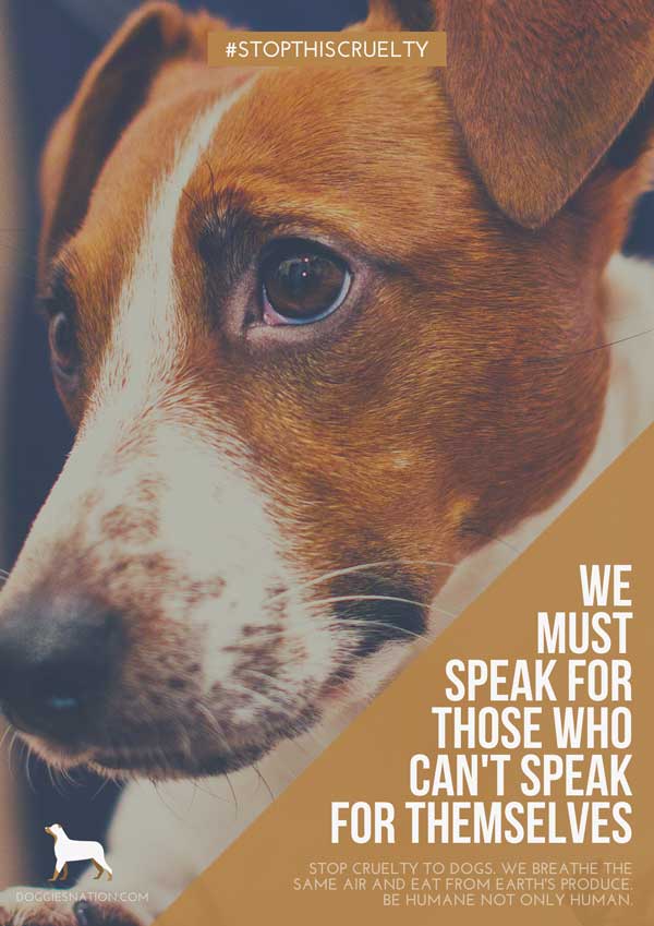 animal cruelty nonprofit blog post campaign idea